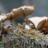Autumn in the High Fens